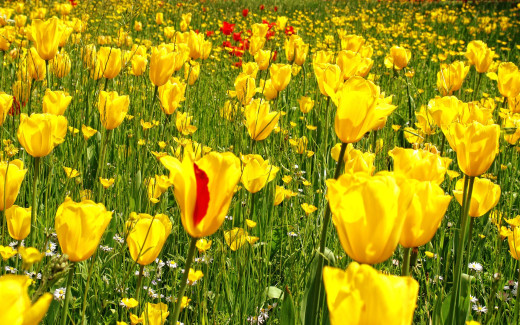 498160 (a): :1920x1200